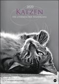 Katzen - lit. Spaziergang 2020 25x35,5cm Cover des Buches Katzen - lit. Spaziergang 2020 25x35,5cm (ISBN: 9783840167782)