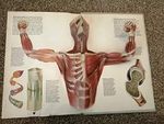 The Human Body Cover des Buches The Human Body (ISBN: 9780224020862)