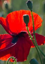 Coquelicot Cover des Buches Coquelicot (ISBN: 9783741814082)