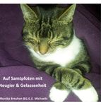 Auf Samtpfoten mit Neugier & Gelassenheit Cover des Buches Auf Samtpfoten mit Neugier & Gelassenheit (ISBN: 9783751980210)