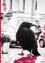 Corvus Corax Cover des Buches Corvus Corax (ISBN: 9783752648270)