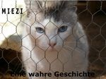 Miezi - Eine wahre Katzengeschichte Cover des Buches Miezi - Eine wahre Katzengeschichte (ISBN: 9783844260489)