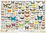 Schmetterlinge der Welt Cover des Buches Schmetterlinge der Welt (ISBN: 9783933922038)