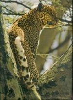 Zoo Ostafrika. Cover des Buches Zoo Ostafrika. (ISBN: B002ZRSWAG)