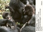 Berggorillas. Gorilles de montagne. Mountain Gorillas Cover des Buches Berggorillas. Gorilles de montagne. Mountain Gorillas (ISBN: 9783905800333)