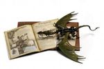 Drachenmodell Cover des Buches Drachenmodell (ISBN: 9783760725635)