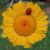 _annikafranke_ _annikafranke_s avatar