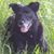 Idefix040410 Idefix040410s avatar