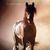 Mustang Mustangs avatar