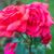 Flower4114 Flower4114s avatar
