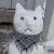 Gatita Gatitas avatar