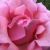 Alexrose Alexroses avatar