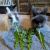 Bunnyreads Bunnyreadss avatar