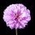 Leseratte_87 Leseratte_87s avatar