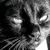 KatieCat KatieCats avatar