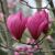 Jana_Hom Jana_Homs avatar