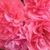dream_ dream_s avatar