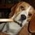 Beagle Beagles avatar