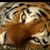 SibirischerTiger SibirischerTigers avatar