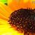 Sonnenblume2303 Sonnenblume2303s avatar