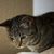 Sweet_Mouse Sweet_Mouses avatar
