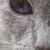 cadishacat cadishacats avatar