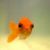 goldfisch goldfischs avatar