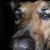 petz petzs avatar