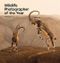 Wildlife Photographer of the Year: Portfolio 33: Volume 33 (Wildlife Photographer of the Year, 33) Cover des Buches Wildlife Photographer of the Year: Portfolio 33: Volume 33 (Wildlife Photographer of the Year, 33) (ISBN: 9780565095451)