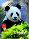 Entdecke die Pandas Cover des Buches Entdecke die Pandas (ISBN: 9783866594098)