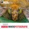 Mikrofotografie (mitp Edition ProfiFoto): Für Kunst und Wissenschaft Cover des Buches Mikrofotografie (mitp Edition ProfiFoto): Für Kunst und Wissenschaft (ISBN: 9783958452244)