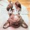 Faule Hunde Cover des Buches Faule Hunde (ISBN: 9783868836370)