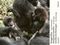 Berggorillas. Gorilles de montagne. Mountain Gorillas Cover des Buches Berggorillas. Gorilles de montagne. Mountain Gorillas (ISBN: 9783905800333)