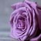 Rose75 Rose75s avatar