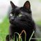 Kittycat007 Kittycat007s avatar