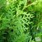 Thuja Thujas avatar