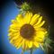 Sunshine_81 Sunshine_81s avatar