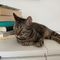 PageTurnersCat PageTurnersCats avatar