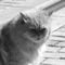 kittyqueen kittyqueens avatar