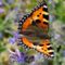 swallowtail_8 swallowtail_8s avatar