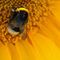 PaulinePrunella PaulinePrunellas avatar
