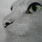 Carriecat Carriecats avatar