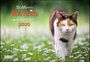 DuMonts Katzenkalender 2020 - Broschürenkalender - Wandkalender - mit Schulferienterminen - Format 42 x 29 cm: mit kurzweiligen Katzengeschichten Cover des Buches DuMonts Katzenkalender 2020 - Broschürenkalender - Wandkalender - mit Schulferienterminen - Format 42 x 29 cm: mit kurzweiligen Katzengeschichten (ISBN: 9783832041885)